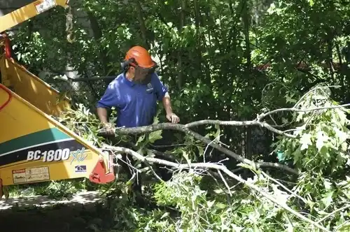 tree services North Bellport